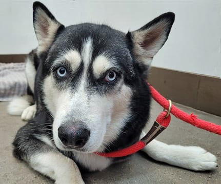 Photo of Hannah, adoptable dog