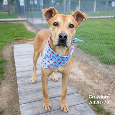 Photo of Crawford, adoptable Labrador Retriever in Conroe, Texas