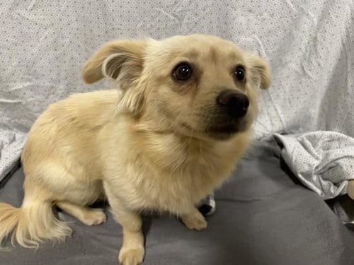 Photo of Lady, adoptable Chihuahua in Modesto, California