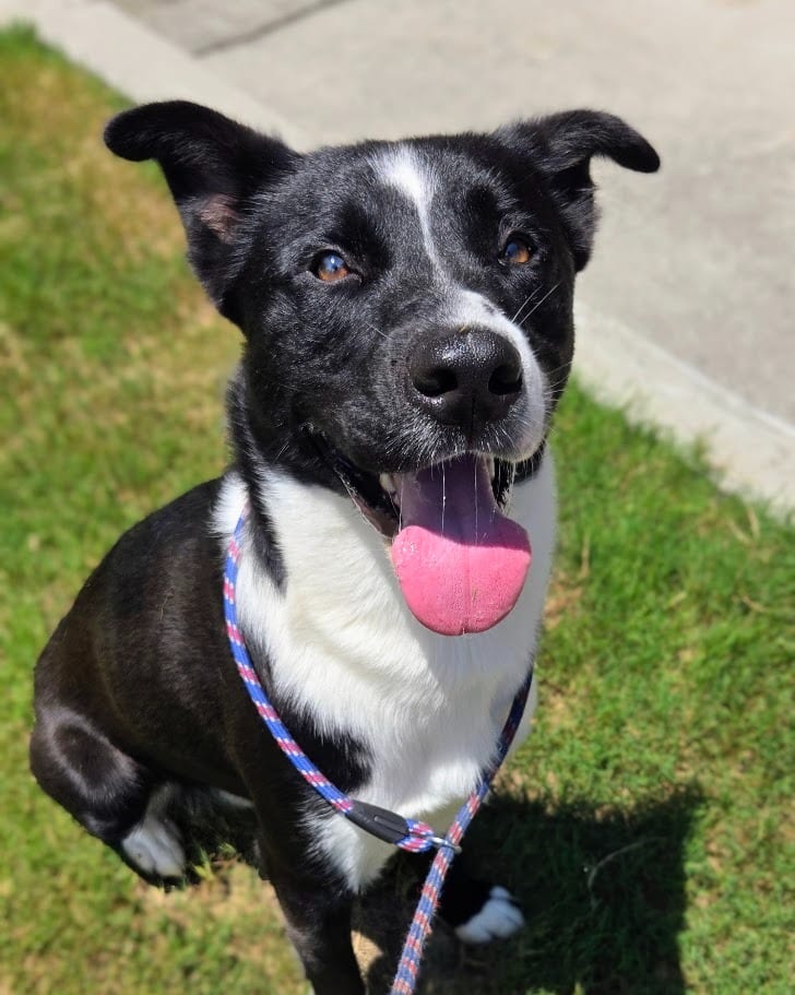Photo of MeiMei, adoptable Labrador Retriever in Douglasville, Georgia