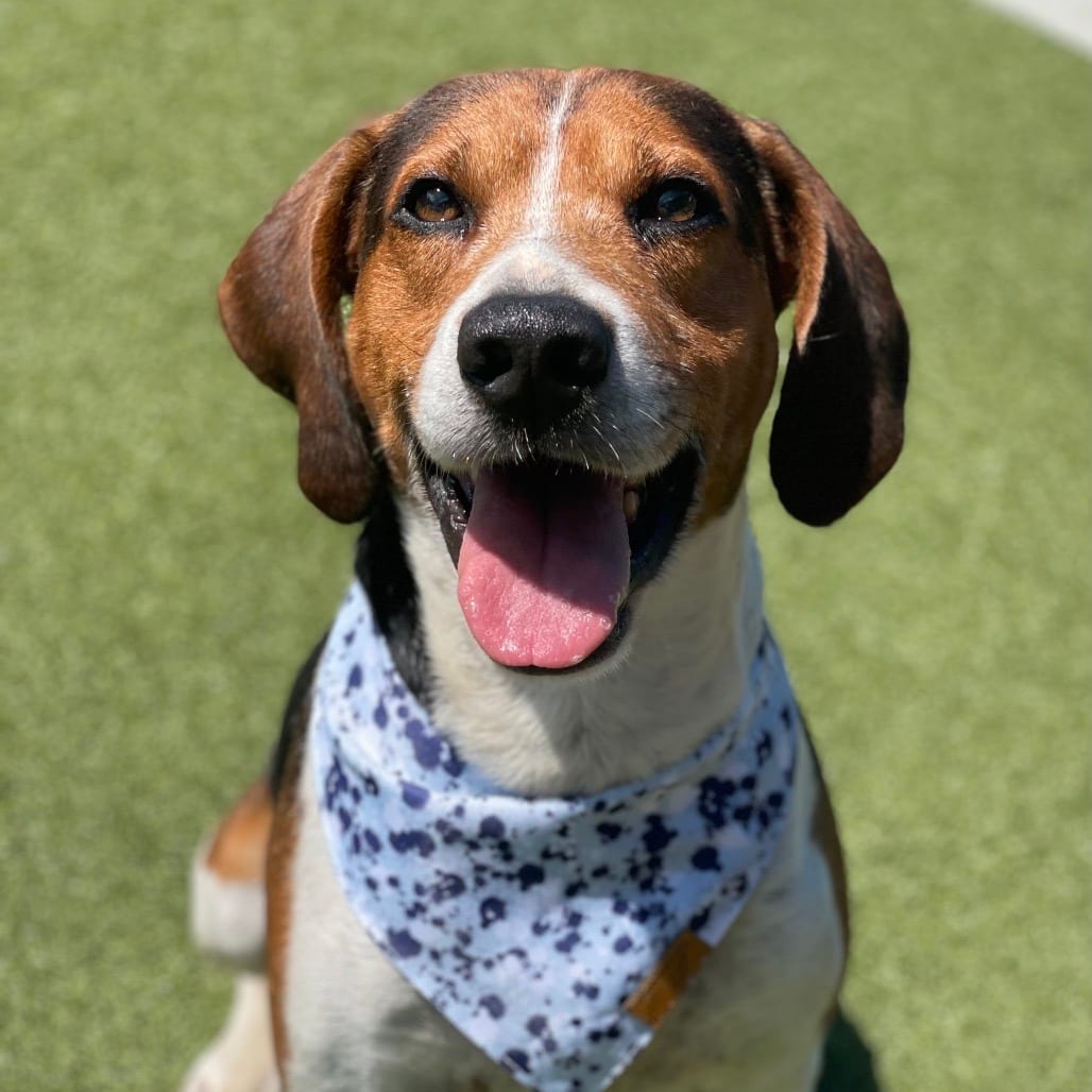 Photo of Bud, adoptable Beagle / Coonhound, Treeing Walker in Jacksonville, North Carolina