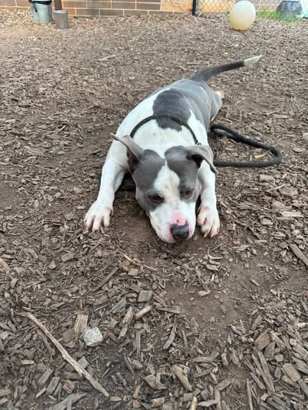 Photo of Filbert, adoptable Boston Terrier in Port Richey, Florida