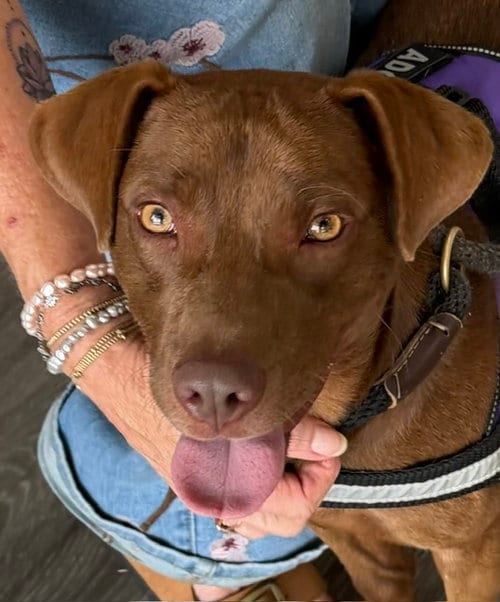 Photo of Po, adoptable Labrador Retriever in Carrollton, Georgia