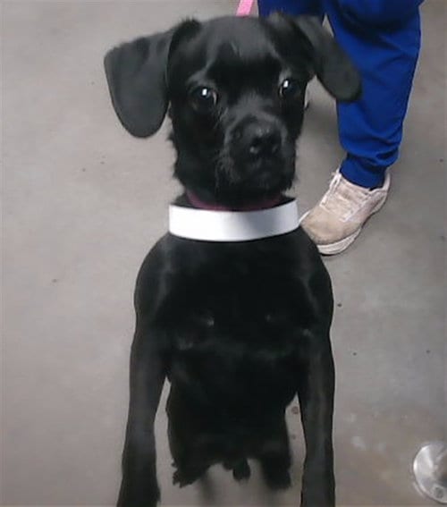 Photo of Topaz, adoptable Pug in Phoenix, Arizona