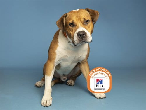 Photo of Chase, adoptable American Pit Bull Terrier in Phoenix, Arizona