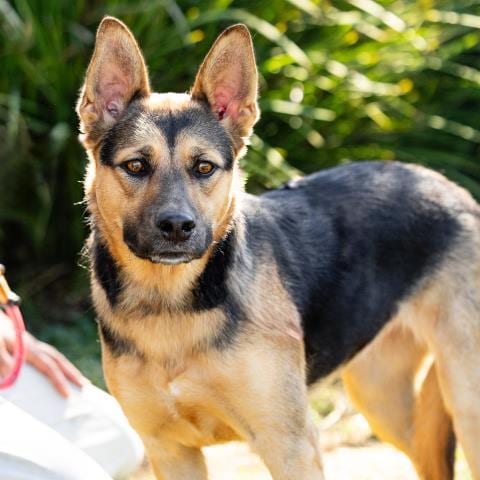 Photo of Mochi, adoptable German Shepherd Dog in Camarillo, California