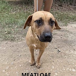 Photo of Meatloaf, adoptable Labrador Retriever Shepherd (Unknown Type) in Washington, Georgia