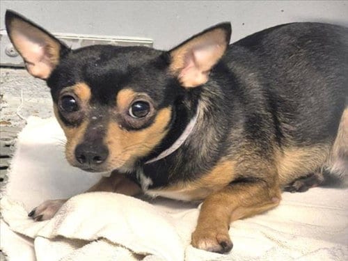 Photo of Red, adoptable Chihuahua in Houston, Texas
