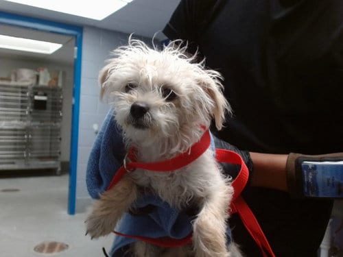 Photo of Mark, adoptable Poodle (Miniature) in Albuquerque, New Mexico