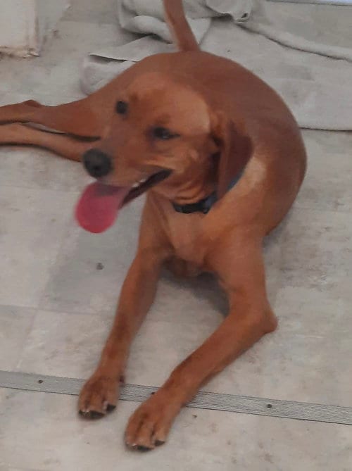 Photo of Butterscotch- as sweet as his name, adoptable Labrador Retriever in Oakhurst, New Jersey