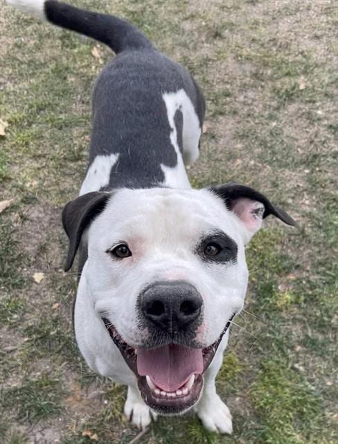 Photo of Buggy, adoptable American Pit Bull Terrier in Riverside, California
