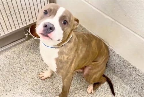 Photo of Draco, adoptable Pit Bull Terrier in Houston, Texas