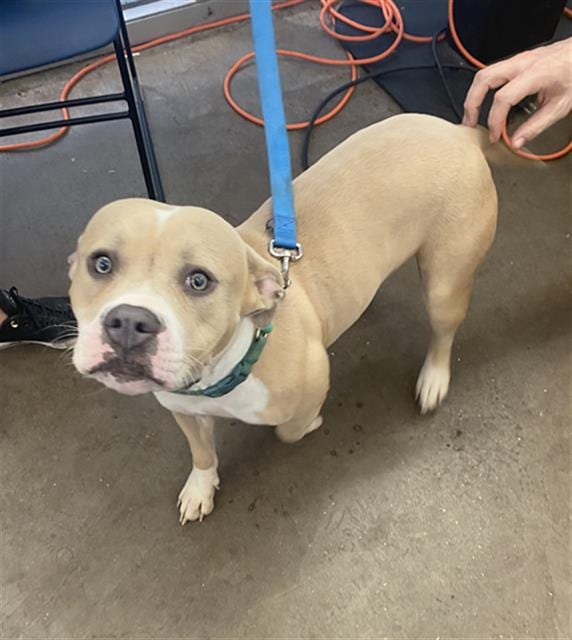 Photo of Sweetie, adoptable Mixed Breed