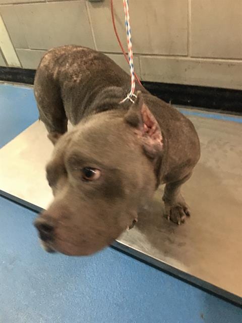 Photo of Princess Diana, adoptable Pit Bull Terrier in Dallas, Texas