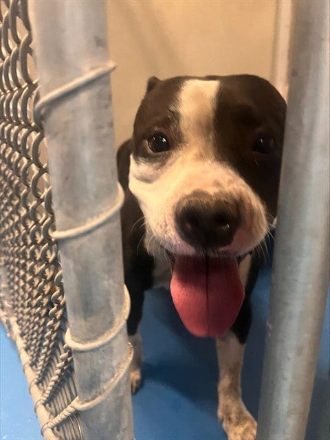 Photo of A171038, adoptable Pit Bull Terrier in Bakersfield, California