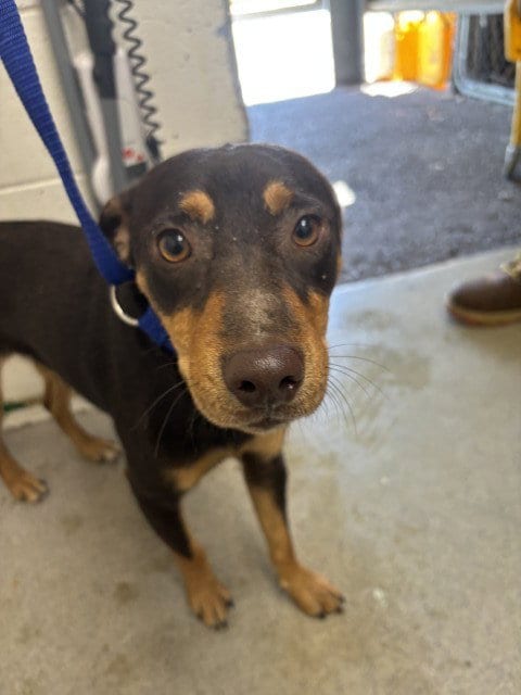 Photo of Gabe, adoptable Chihuahua in San Bernardino, California
