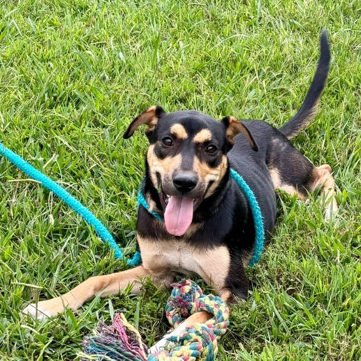 Photo of Fable, adoptable Shepherd / Mixed Breed (Medium) in Chesapeake, Virginia
