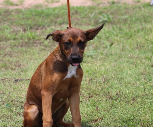 Photo of McLaren, adoptable Belgian Shepherd Malinois in Pflugerville, Texas