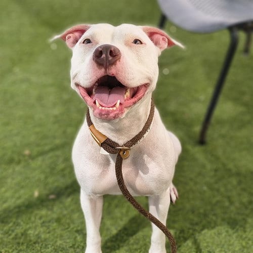 Photo of Astrid Kaia, adoptable American Pit Bull Terrier in Phoenix, Arizona