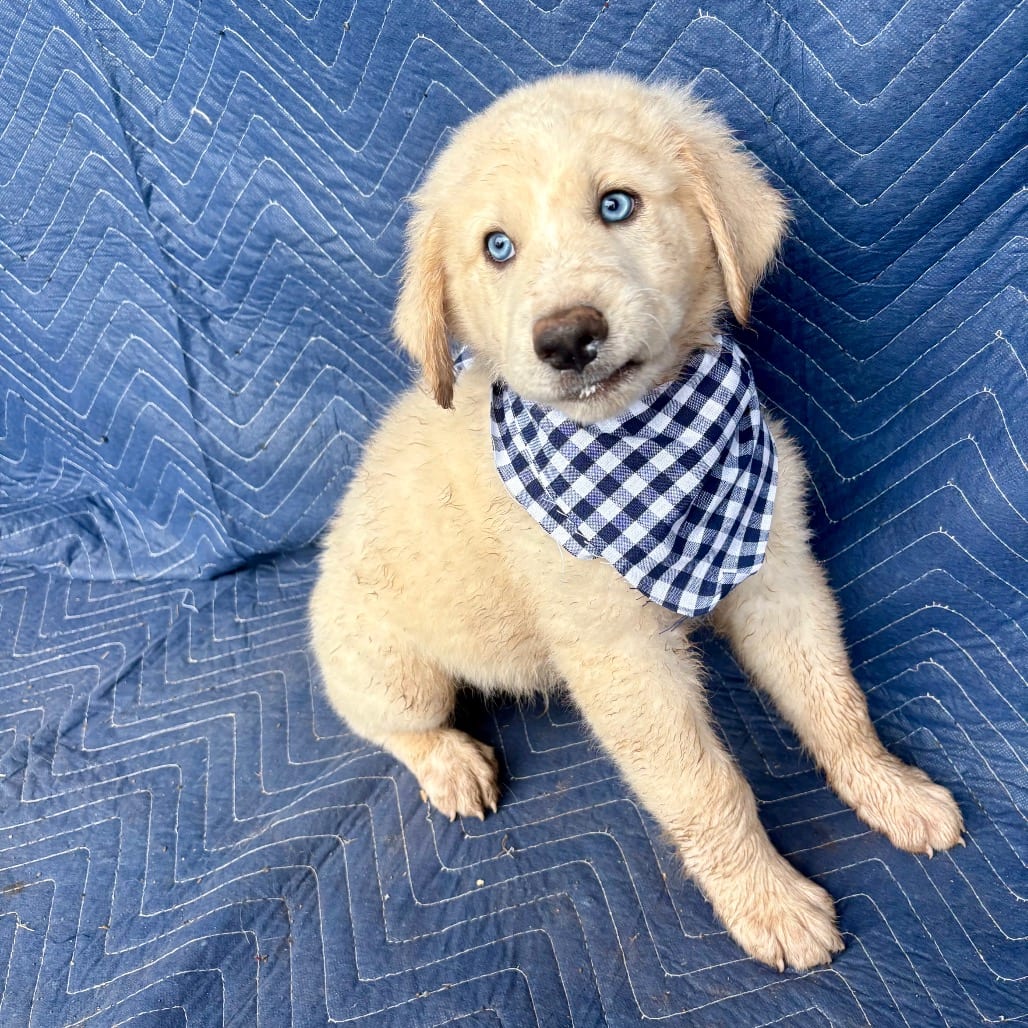 Photo of Cottonwood, adoptable Mixed Breed (Medium) in Oklahoma-based; Northeast placements, Oklahoma