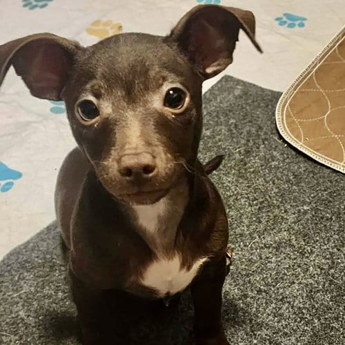 Photo of Ollie, adoptable Chihuahua in Spring Lake, North Carolina