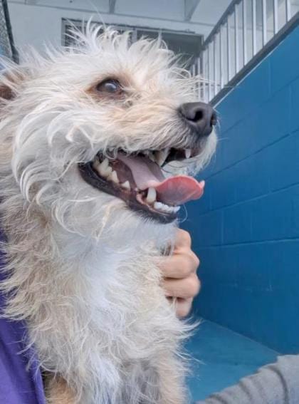 Photo of Benji, adoptable Terrier/Mix in Bakersfield, California