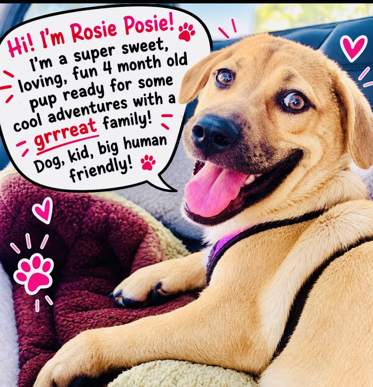 Photo of Rosie Posie, adoptable Corgi/Labrador Retriever in Toluca lake, California