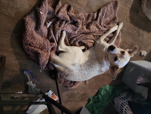 Photo of Kya, adoptable Terrier in Hartselle, Alabama