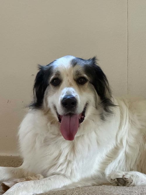 Photo of Frankie, adoptable Great Pyrenees in McKinney, Texas