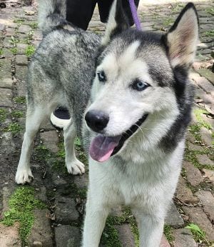 Photo of Snowman, adoptable Husky in Savannah, Missouri