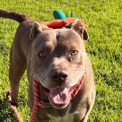 Photo of Maylo, adoptable American Pit Bull Terrier in Santa Maria, California