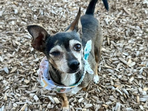 Photo of Riley, adoptable Chihuahua in Albuquerque, New Mexico