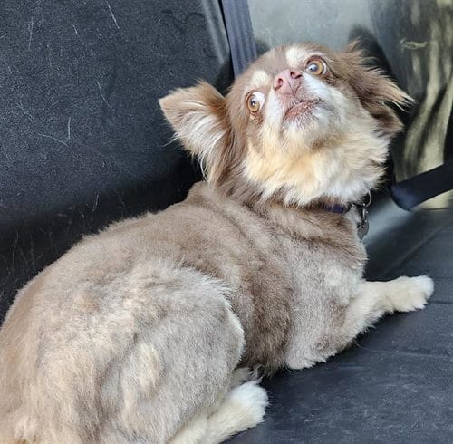 Photo of Ginny, adoptable Pomeranian in San Antonio, Texas