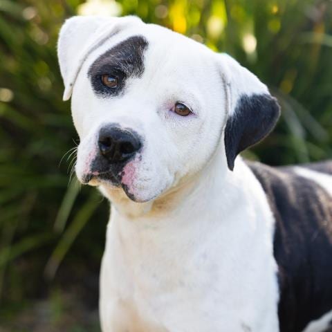 Photo of Rook, adoptable Pit Bull Terrier in Camarillo, California