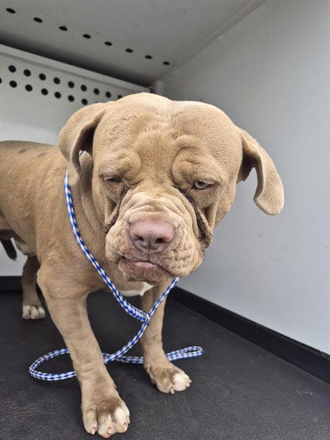 Photo of A171714, adoptable American Bulldog in Bakersfield, California