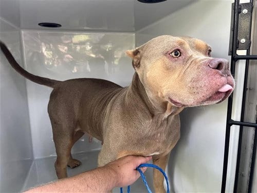 Photo of Nalah, adoptable American Pit Bull Terrier in Houston, Texas