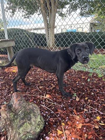Photo of Wyatt, adoptable Labrador Retriever in Panama City, Florida