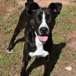 Photo of Layla, adoptable Boxer Mixed Breed (Medium) in Columbus, North Carolina