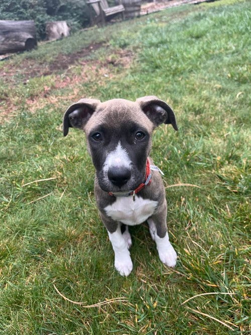 Photo of Susie, adoptable Pit Bull Terrier in Fort Collins, Colorado