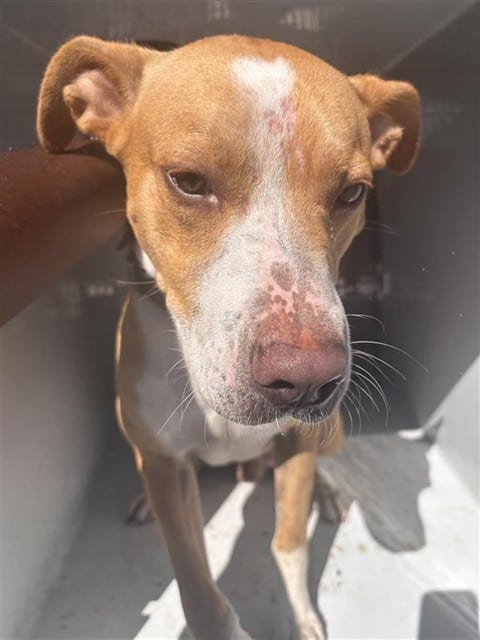 Photo of Senior Pit Bull Terrier, adoptable Pit Bull Terrier in Houston, Texas