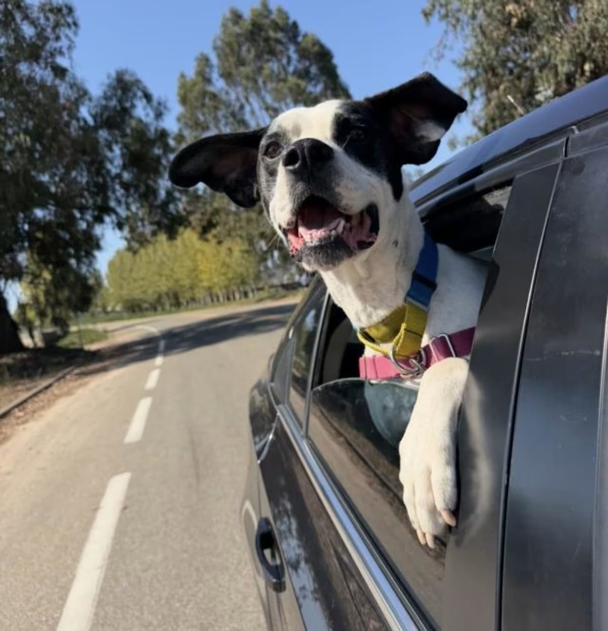 Photo of Thor, adoptable Pointer in Santa Maria, California