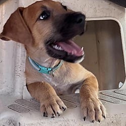 Photo of Sierra, adoptable Labrador Retriever Mutt in EAST FALMOUTH, Massachusetts