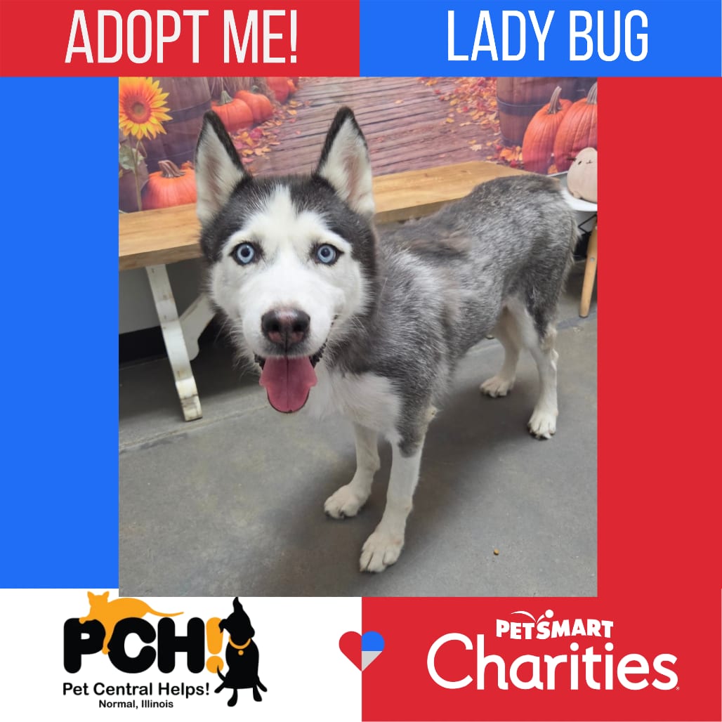 Photo of Lady Bug, adoptable Husky, Siberian in Normal, Illinois