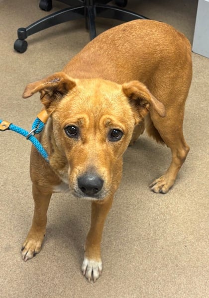 Photo of Lacroix, adoptable dog in Chamblee, Georgia