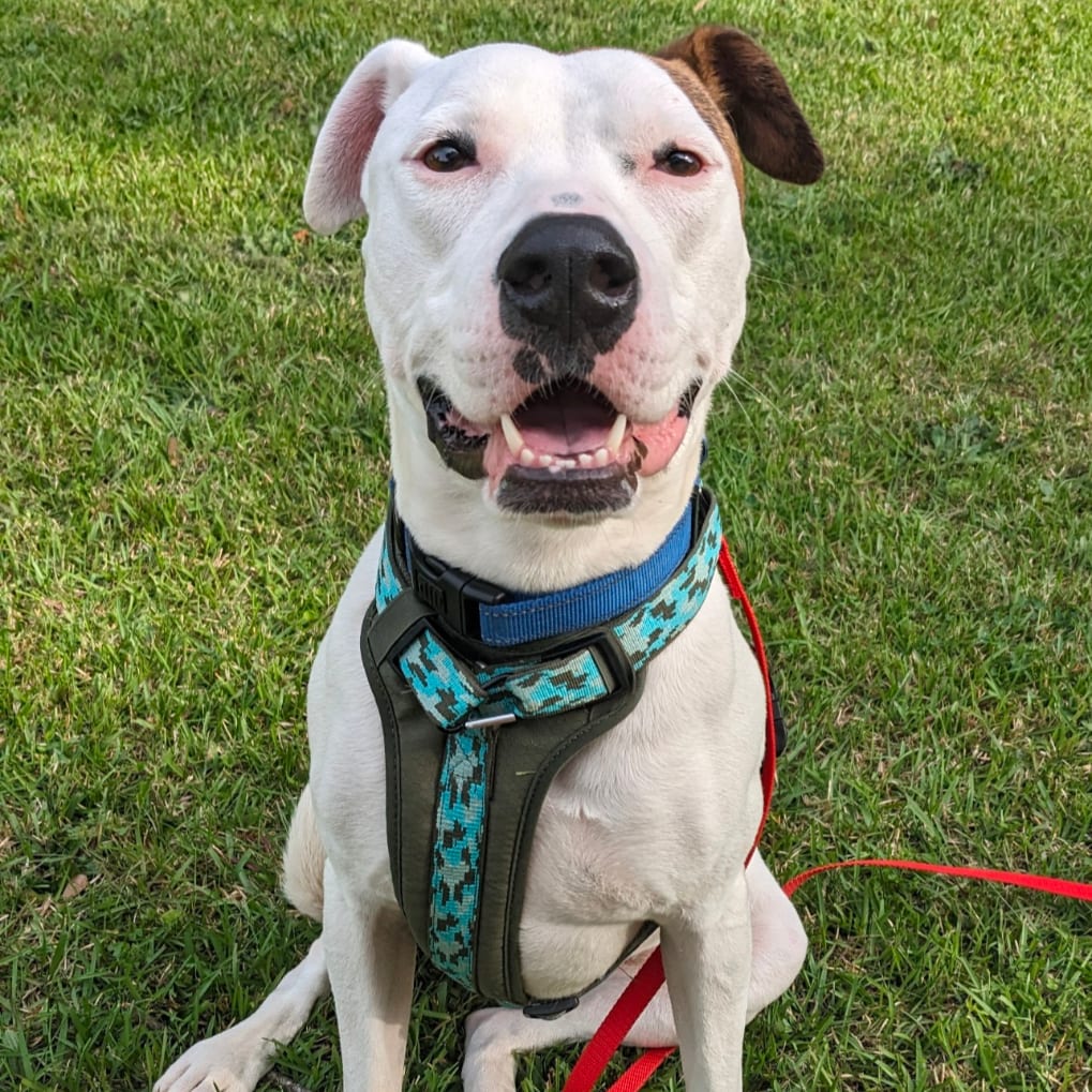Photo of Tinderheart Bear (I have a Secret Crush!), adoptable Mixed Breed (Large) in Decatur, Georgia