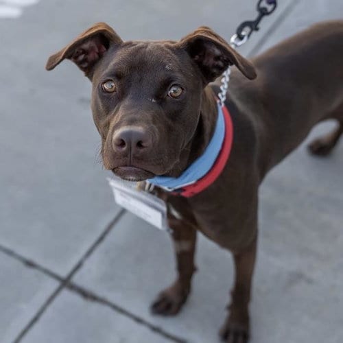 Photo of Niall, adoptable Labrador Retriever in San Diego, California