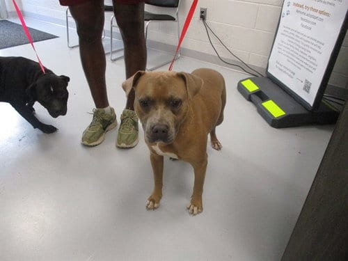 Photo of Loyd, adoptable American Pit Bull Terrier in Ocala, Florida