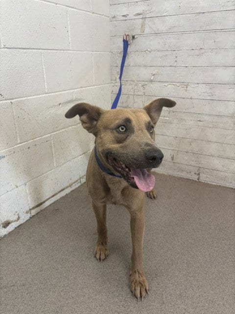 Photo of Mango, adoptable Pit Bull Terrier in San Bernardino, California