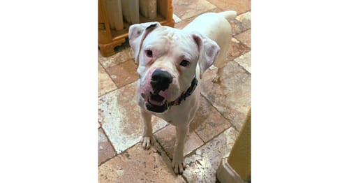 Photo of Hoagie, adoptable Boxer in Austin, Texas