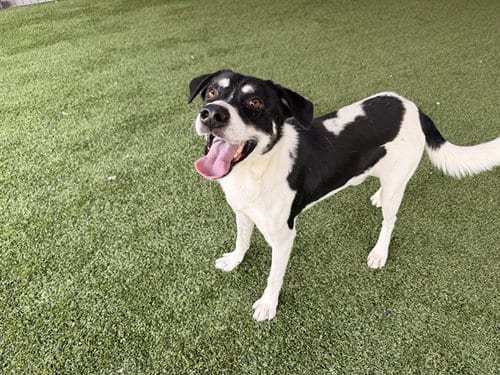 Photo of Small Kirk, adoptable Labrador Retriever in Garland, Texas